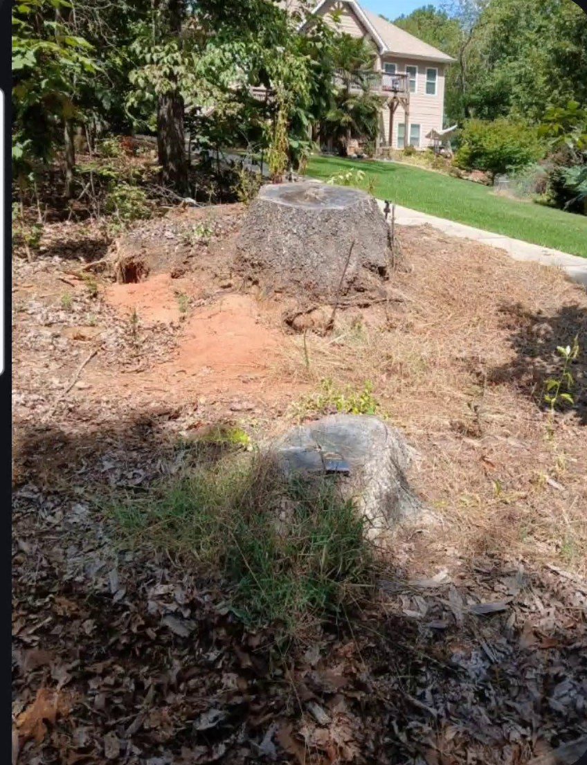 Large old stump with exposed roots beside a front walkway