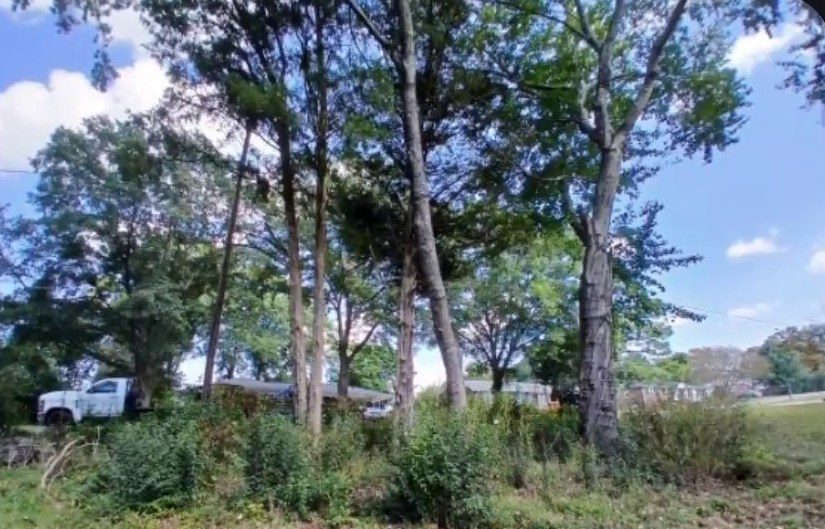 Brush and small stumps grown up under a row of trees
